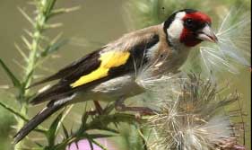 Planet Birdsong