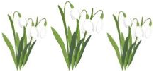 Snowdrops